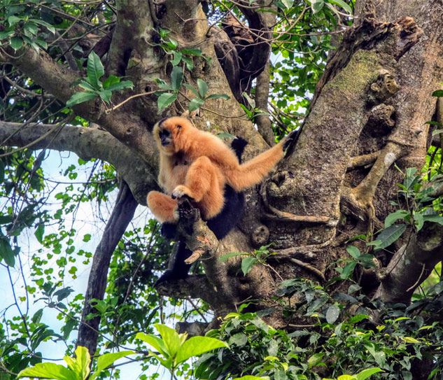 Cuc Phuong National Park