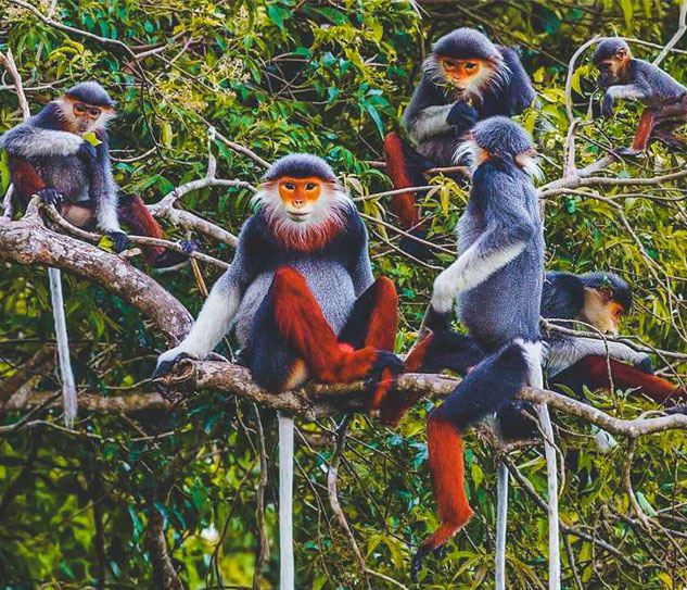 Cuc Phuong National Park