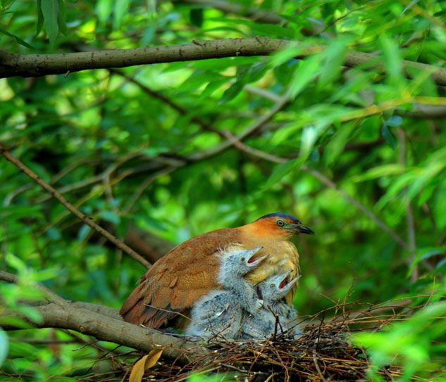 Cuc Phuong National Park
