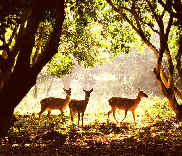 Cuc Phuong National Park
