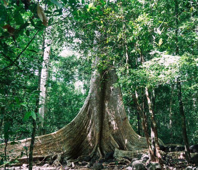Nam Cat Tien National Park