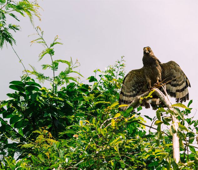 Nam Cat Tien National Park