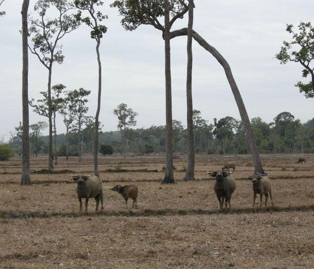 Nam Cat Tien National Park
