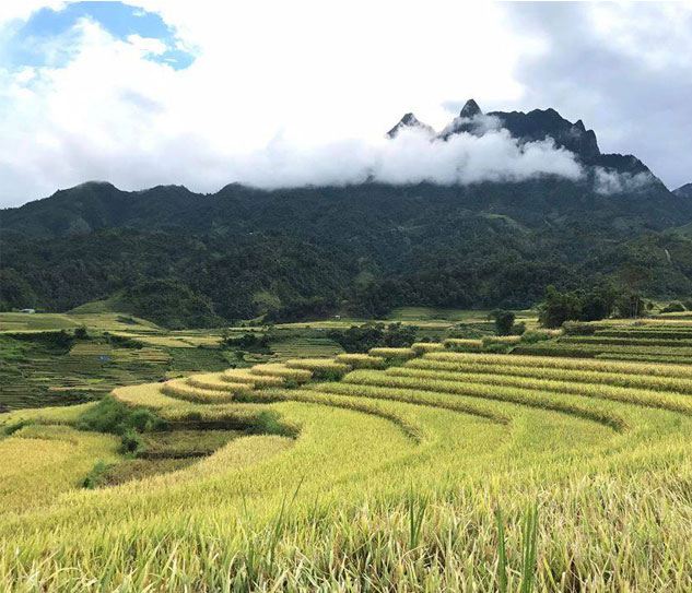 Sapa
